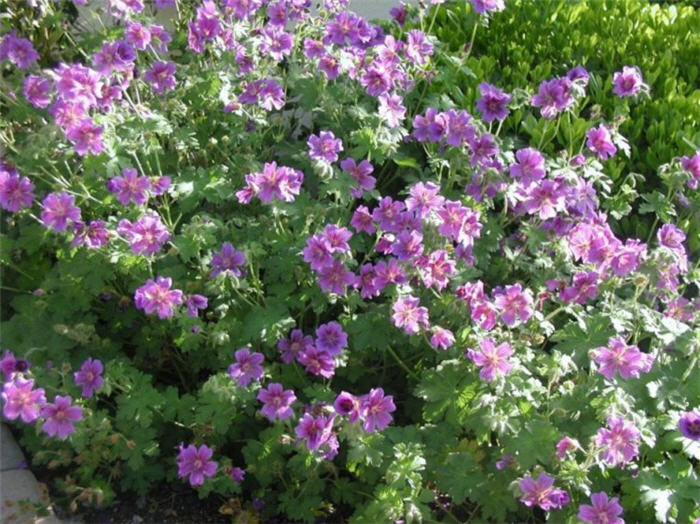 Plant photo of: Geranium X 'Magnificum'