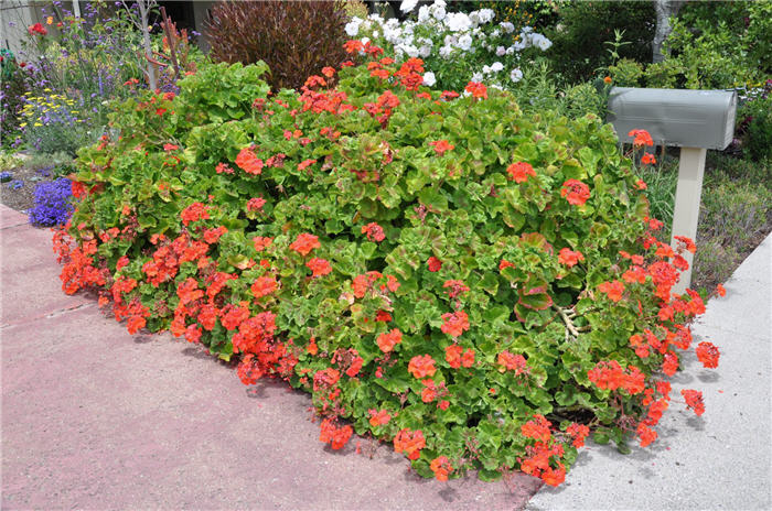 Plant photo of: Pelargonium X hortorum