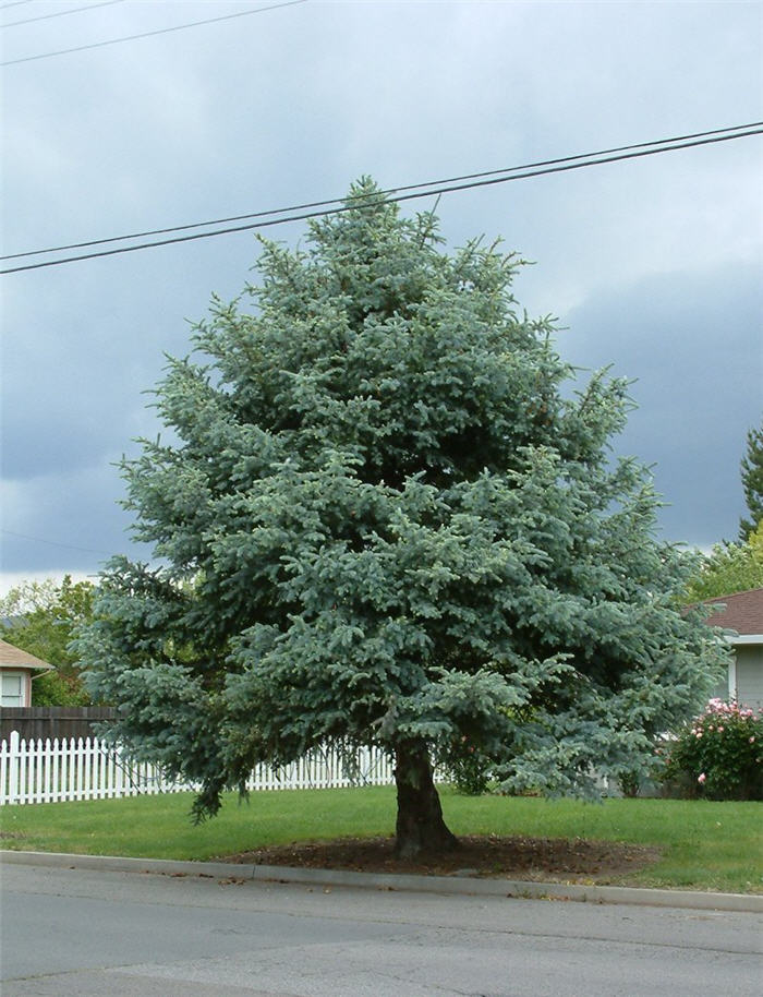 Plant photo of: Picea pungens glauca