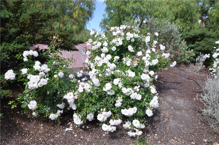 Plant photo of: Rosa 'Iceberg'