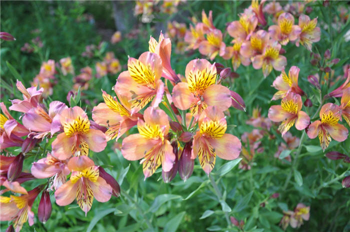 Plant photo of: Alstroemeria hybrids