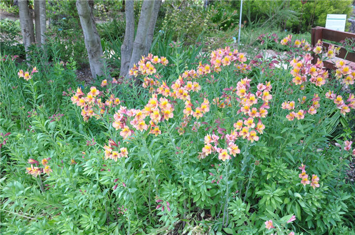 Plant photo of: Alstroemeria hybrids