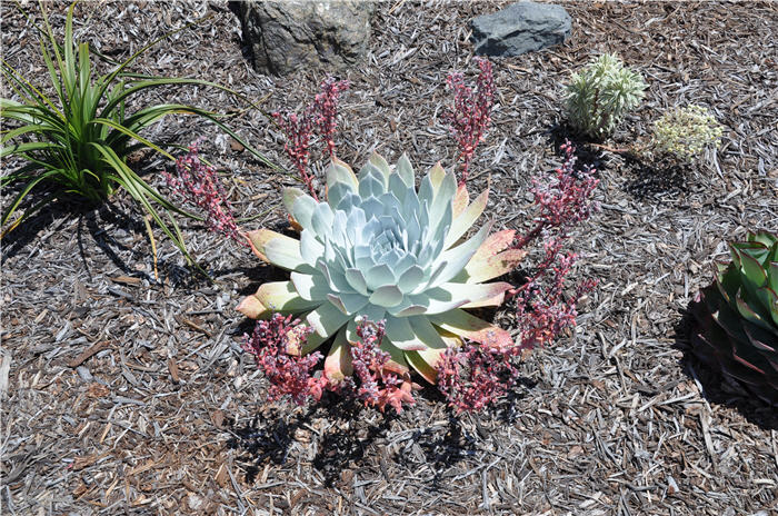 Plant photo of: Dudleya pulverulenta