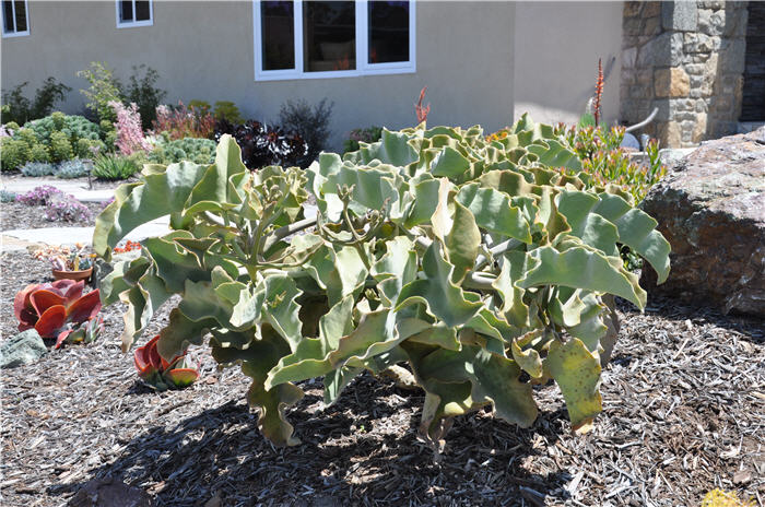 Plant photo of: Kalanchoe beharensis