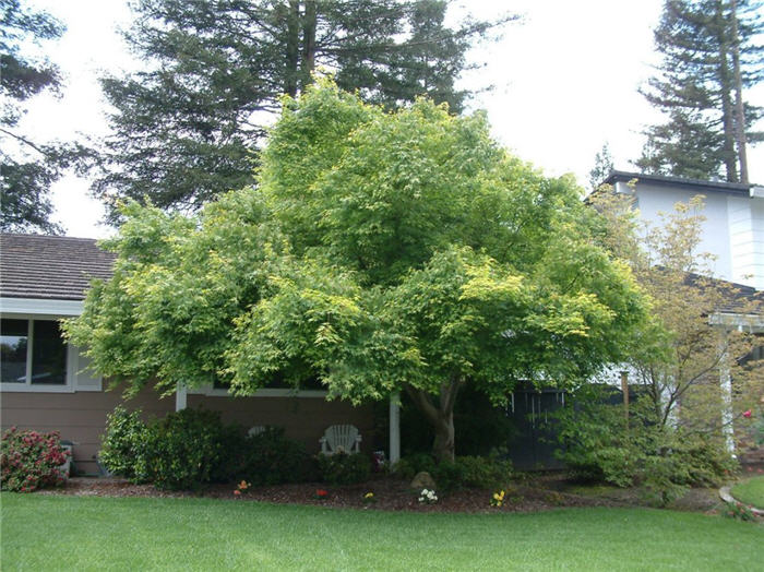 Plant photo of: Acer palmatum 'Beni Kawa'