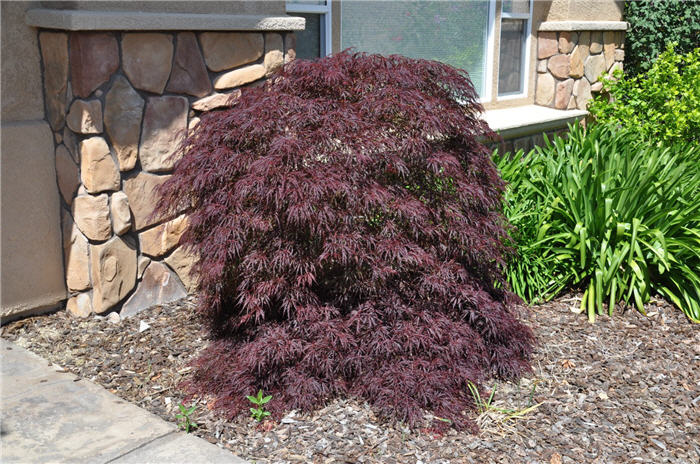 Plant photo of: Acer palmatum 'Ever Red''