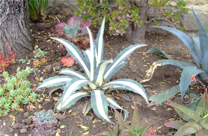 Plant photo of: Agave americana medio-picta