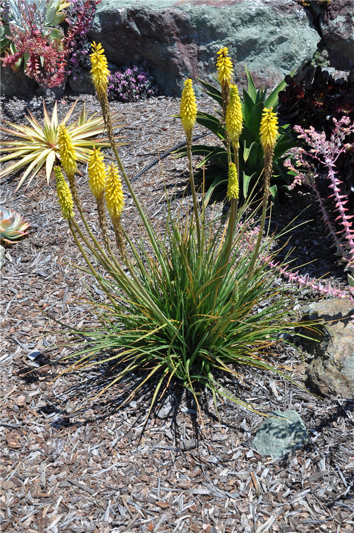 Plant photo of: Kniphofia uvaria 'Malibu Yellow'