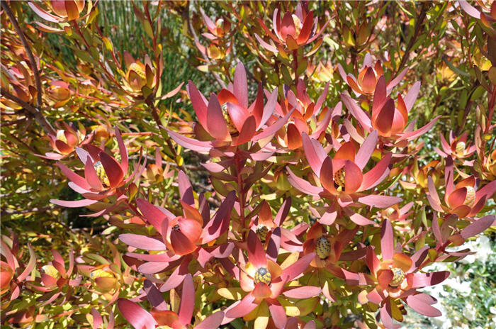 Plant photo of: Protea cultivars