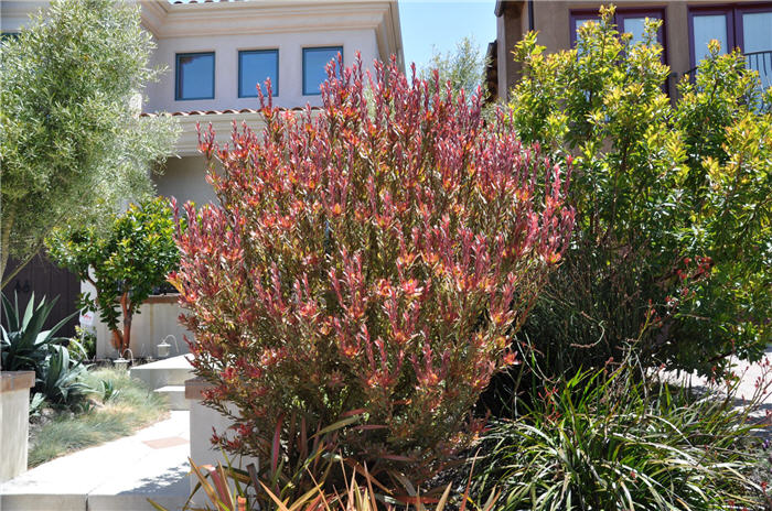 Plant photo of: Protea cultivars