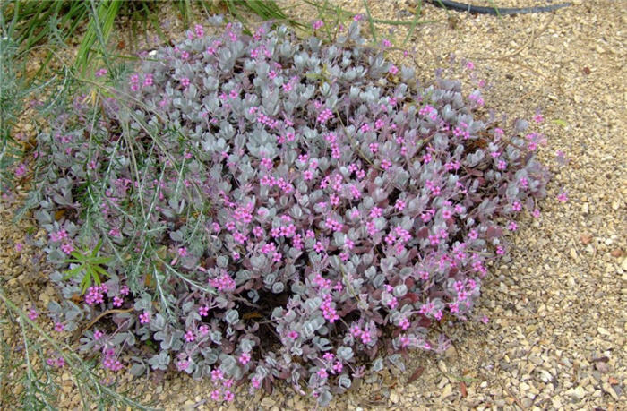 Plant photo of: Kalanchoe pumila