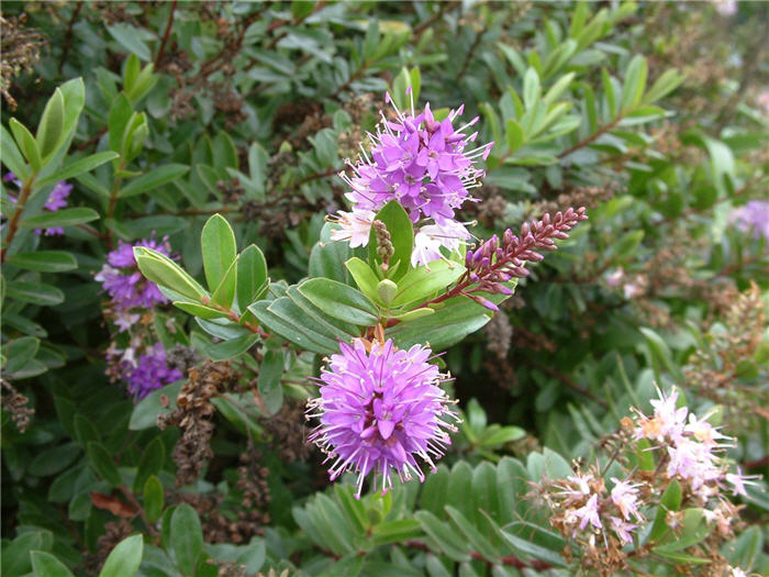 Plant photo of: Hebe 'Patty's Purple'