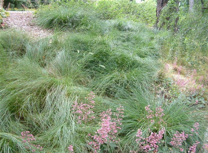 Plant photo of: Carex praegracilis