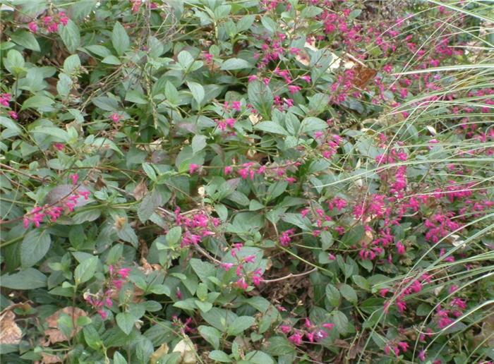 Plant photo of: Salvia chiapensis