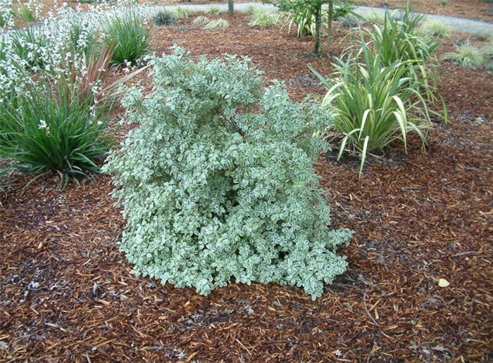 Plant photo of: Pittosporum ten. 'Marjorie Channon'