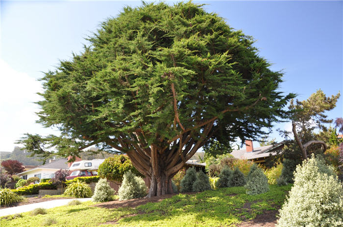 Plant photo of: Cupressus macrocarpa