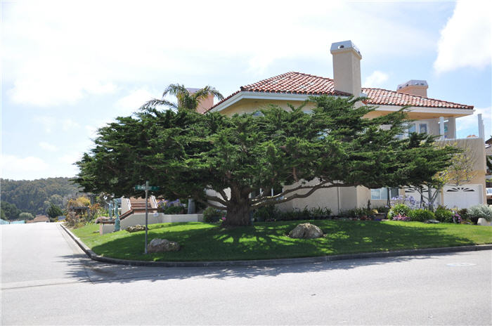 Plant photo of: Cupressus macrocarpa