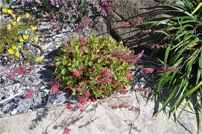 Plant photo of: Heuchera cultivars