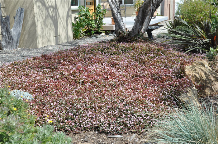 Plant photo of: Persicaria capitata