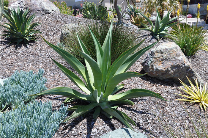 Plant photo of: Agave vilmoriniana