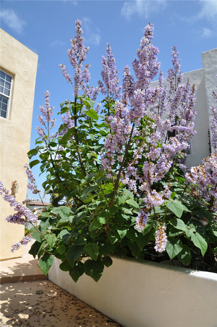 Plant photo of: Paulownia tomentosa