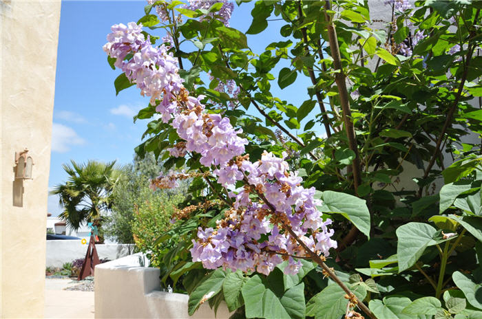 Plant photo of: Paulownia tomentosa