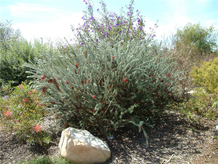 Plant photo of: Calothamnus graniticus