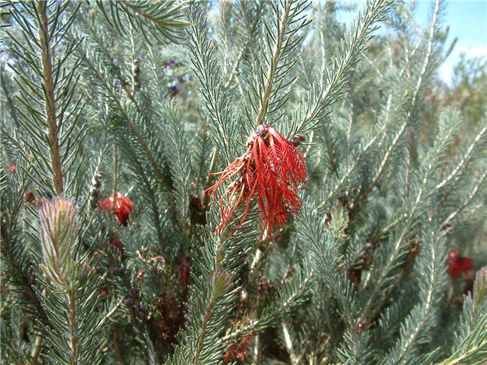 Plant photo of: Calothamnus graniticus