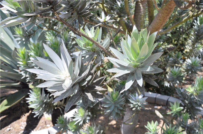 Plant photo of: Leucadendron argenteum