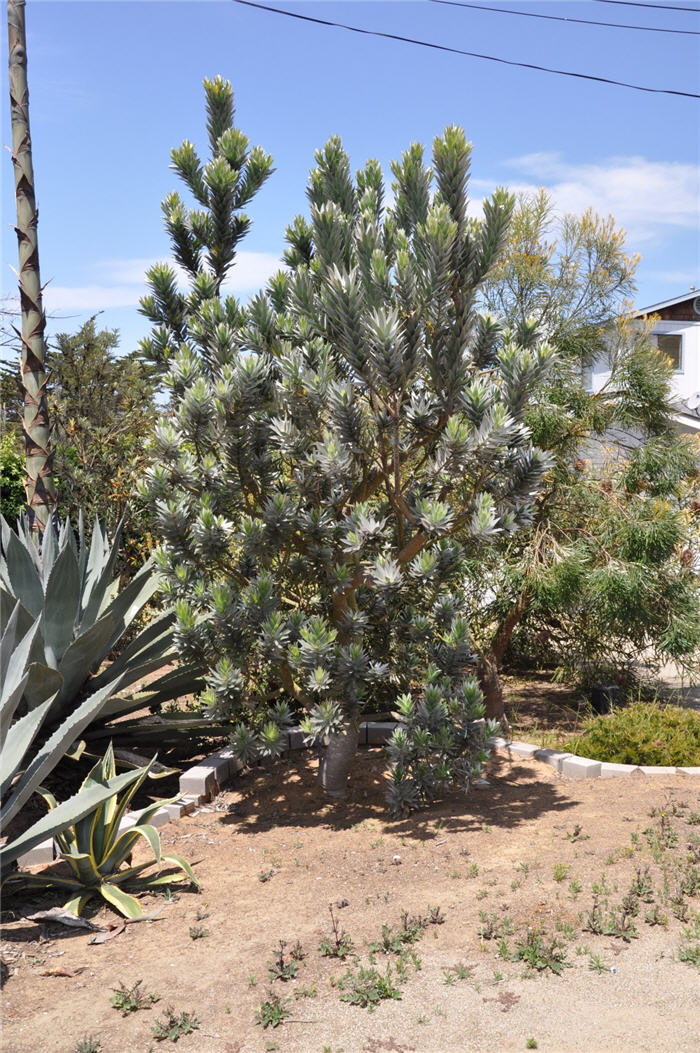 Plant photo of: Leucadendron argenteum