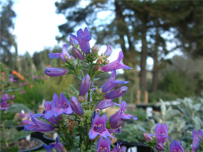 Plant photo of: Penstemon hybrids (assorted)