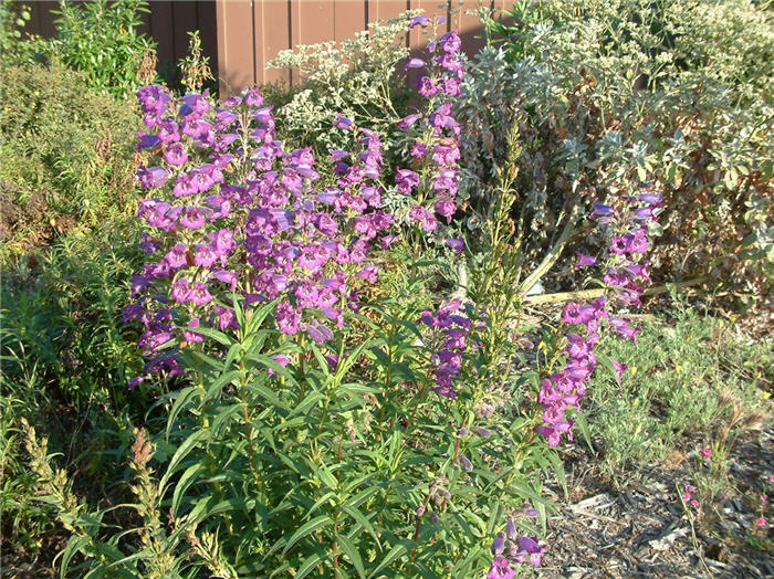 Plant photo of: Penstemon hybrids (assorted)