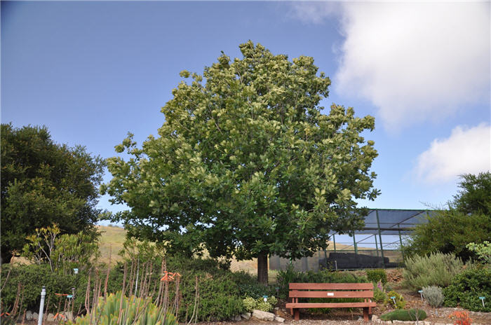 Plant photo of: Quercus frainetto