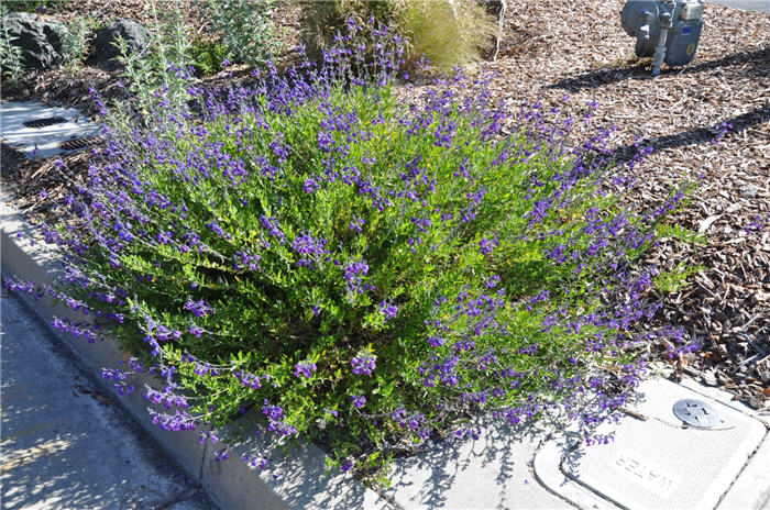 Plant photo of: Salvia greggii 'Purple'