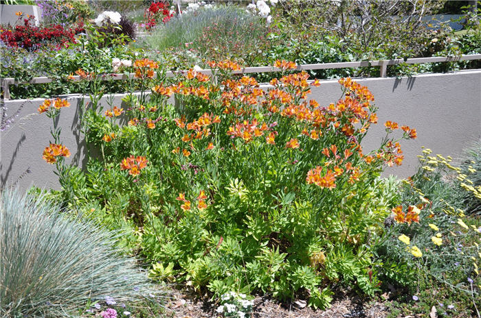 Plant photo of: Alstroemeria hybrids Orange