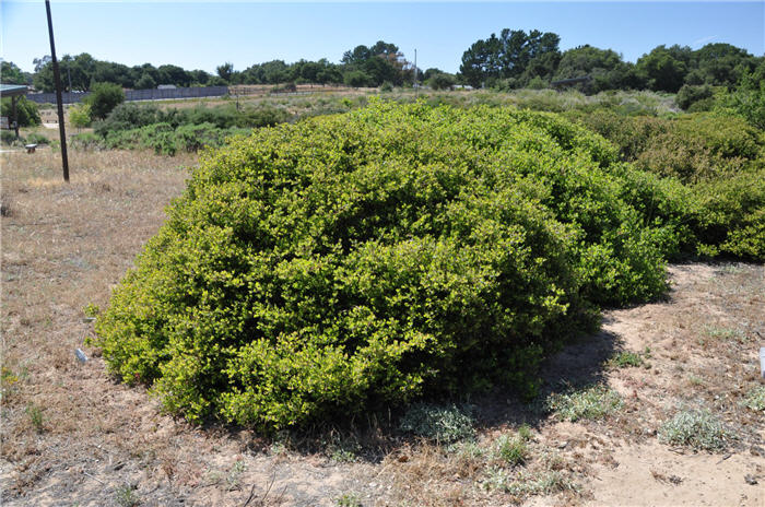 Plant photo of: Arctostaphylos rudis