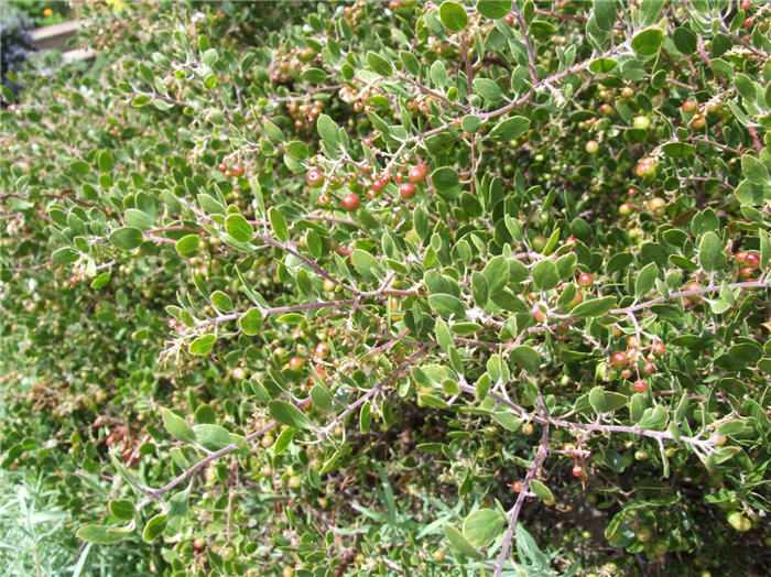 Plant photo of: Arctostaphylos rudis