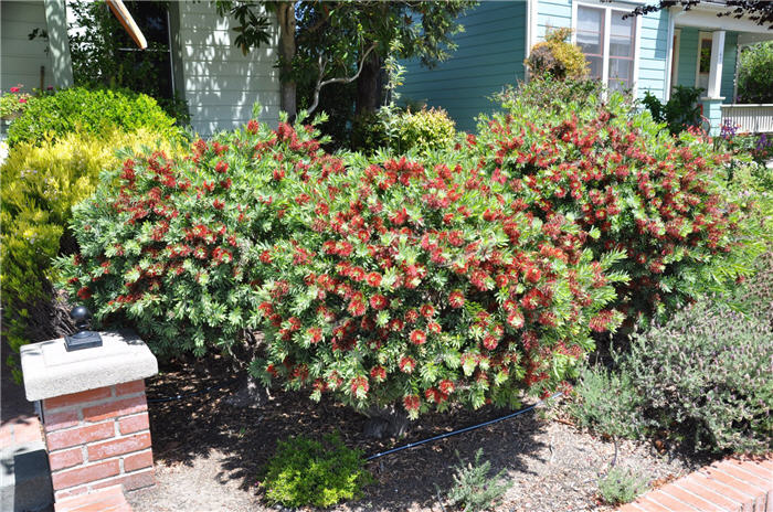 Plant photo of: Callistemon X viminalis 'Little John'