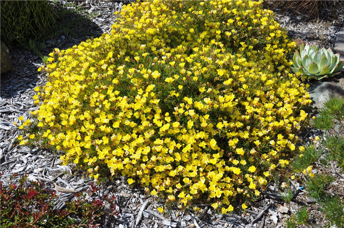 Plant photo of: Calylophus hartwegii