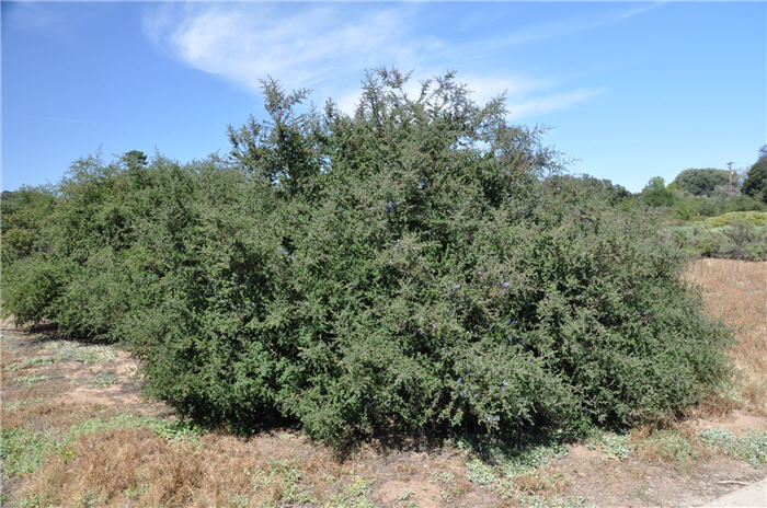 Plant photo of: Ceanothus impressus Nipomensis