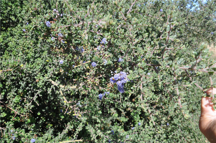 Plant photo of: Ceanothus impressus Nipomensis