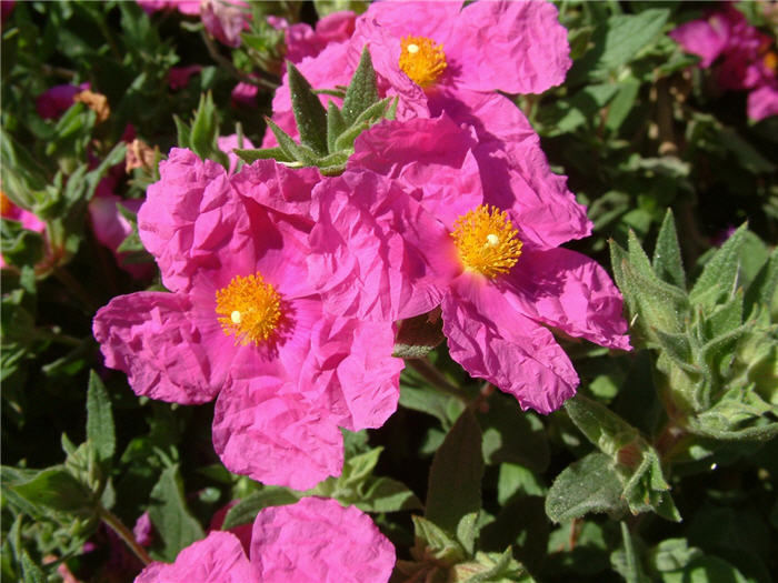 Plant photo of: Cistus 'Sunset'