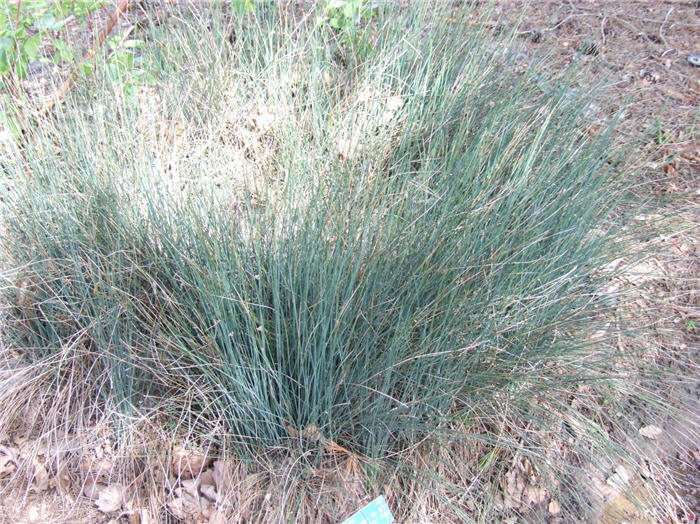 Plant photo of: Juncus patens 'Elk Blue'