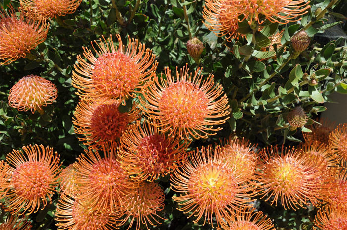 Plant photo of: Leucospermum cordifolium