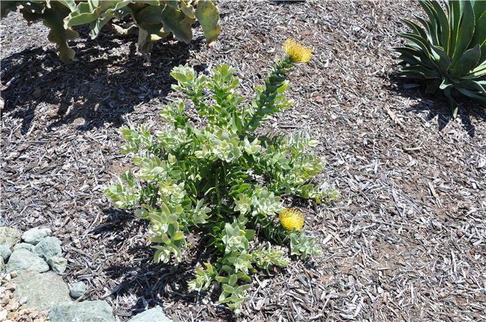 Plant photo of: Leucospermum cordifolium Yellow