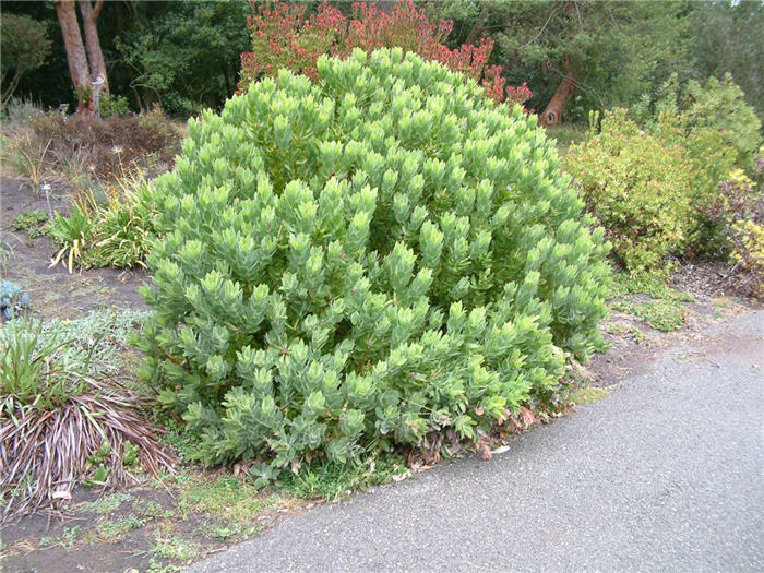 Plant photo of: Leucospermum cordifolium Yellow