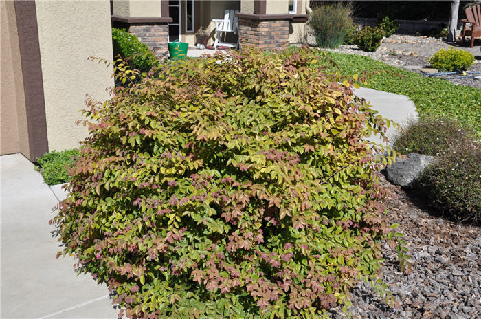 Plant photo of: Loropetalum chinense 'Pink'