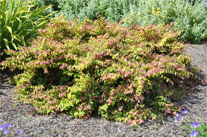 Plant photo of: Loropetalum chinense 'Pink'