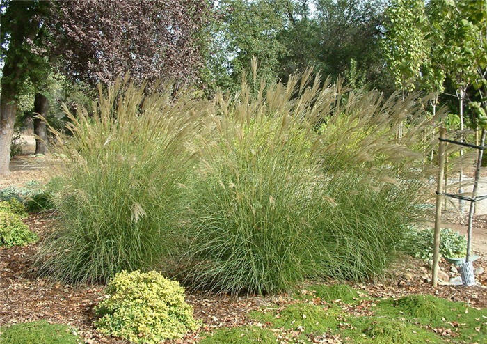 Plant photo of: Miscanthus sinensis 'Adagio'