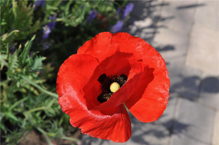 Plant photo of: Papaver rhoeas